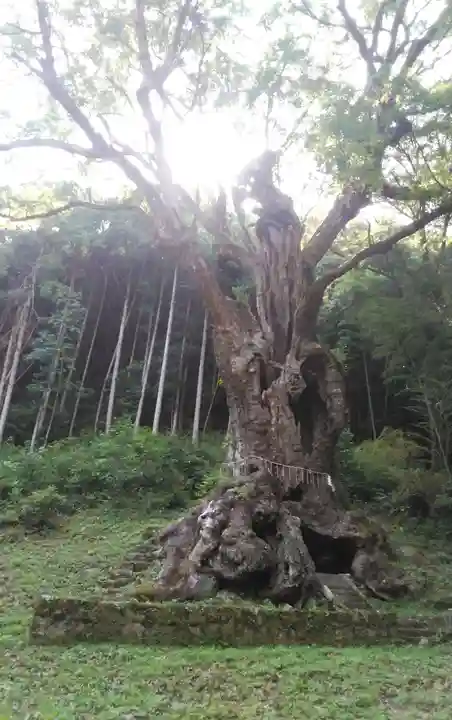 武雄神社の自然