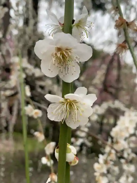 城南宮(京都府)