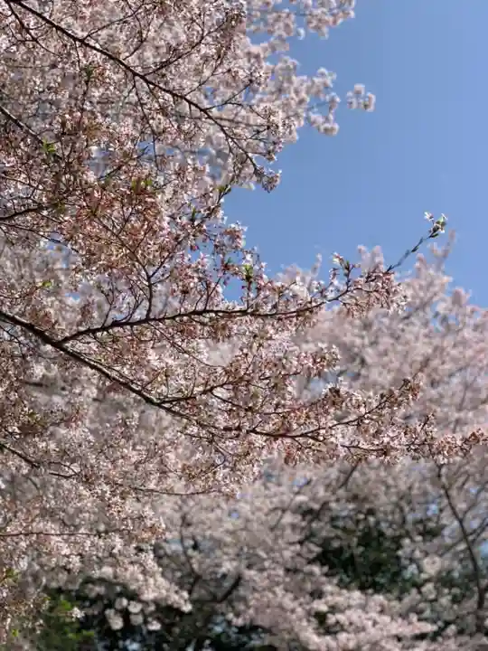 櫻木神社の自然