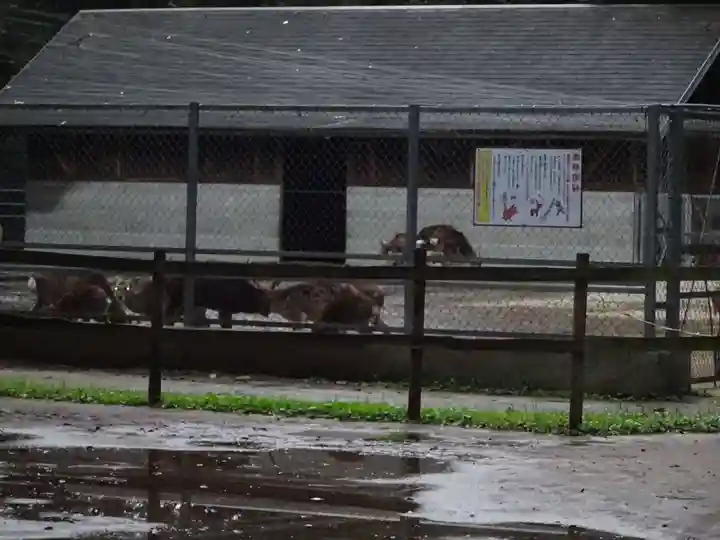鹿島神宮の動物