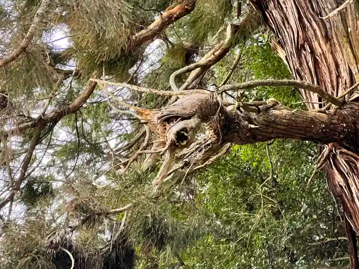 高岡神社の{uncategorized: "未分類", other: "その他", undefined: "問題あり", building: "その他建物", grave: "お墓", sacred_gate: "鳥居", guardian: "狛犬", statue: "像", buddha: "仏像", history: "歴史", nature: "自然", garden: "庭園", animal: "動物", pagoda: "塔", temizu: "手水舎", mountain_gate: "山門・神門", sanctuary: "本殿・本堂", subordinate: "末社・摂社", art: "芸術", scenery: "景色", jizo: "地蔵", ema: "絵馬", goshuin: "御朱印", omikuji: "おみくじ", items: "授与品その他", amulet: "お守り", goshuincho: "御朱印帳", eats: "食事", festival: "お祭り", votive_dance: "神楽", shichigosan: "七五三参", wedding: "結婚式", experience: "体験その他", initially: "初詣", around: "周辺", anti_infection: "感染症対策"}