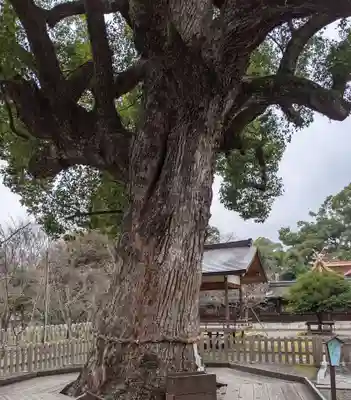 平野神社(京都府)