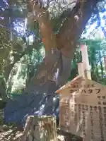 川尻八幡宮の自然