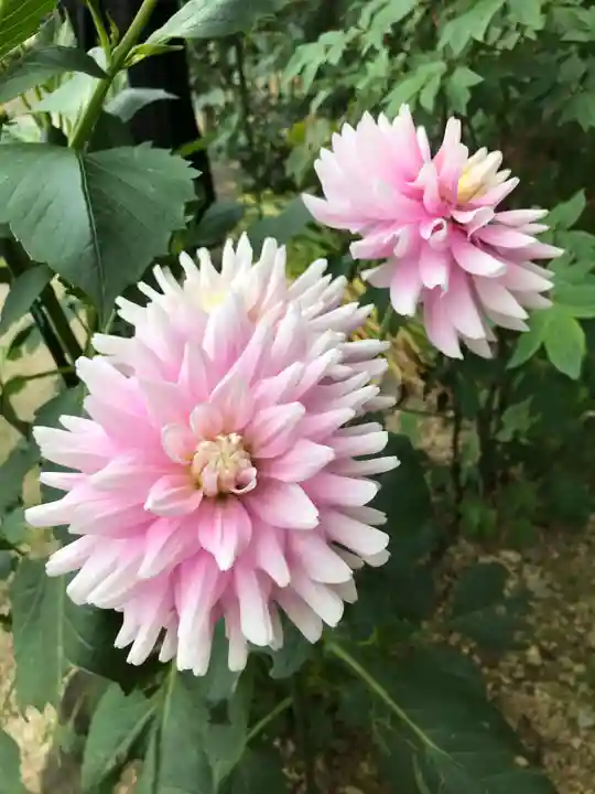 岡寺(龍蓋寺)の自然