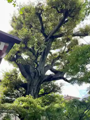 大吉寺(東京都)