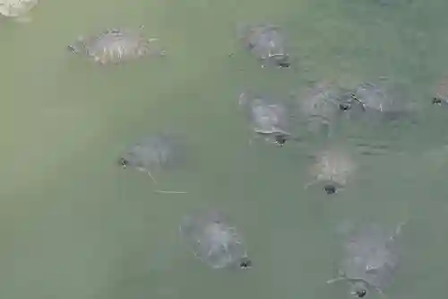 四天王寺の動物