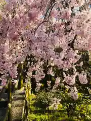 岡寺（龍蓋寺）(奈良県)