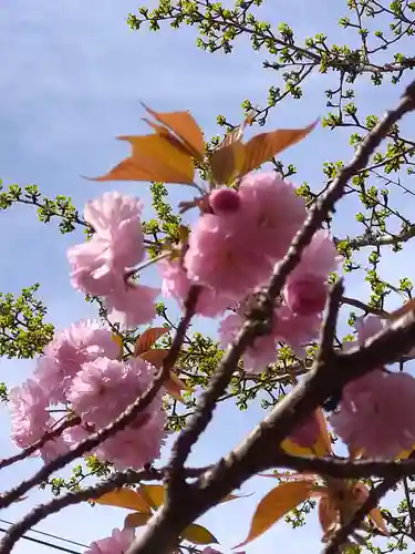 金剛寺(大阪府)