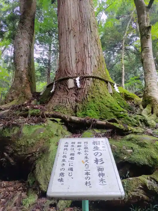 貴船神社奥宮の自然