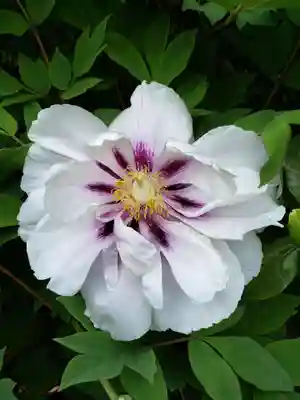 東長谷寺　薬王院(東京都)