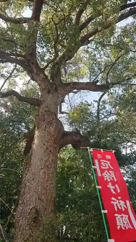 富部神社の自然
