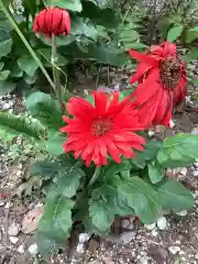 富部神社の自然