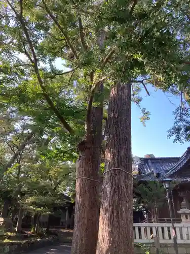 亀岡八幡宮（亀岡八幡神社）の自然