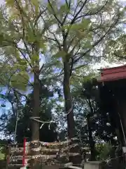 多摩川浅間神社の自然