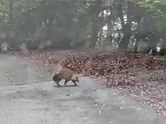 玉置神社の動物