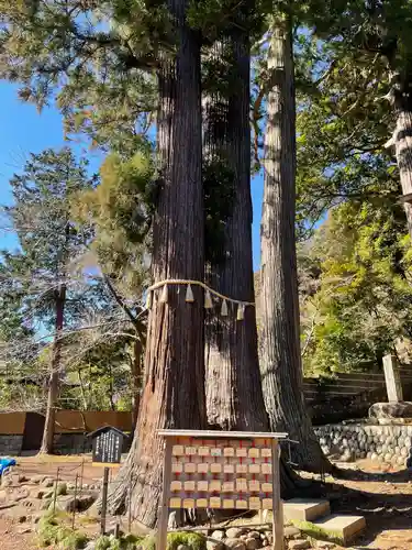 日枝神社の自然