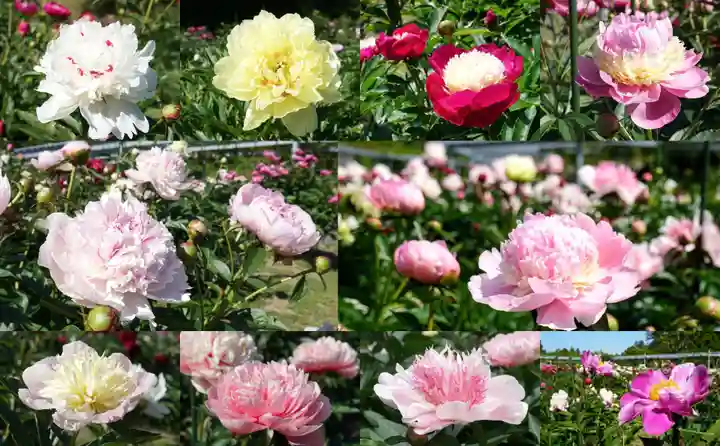 金蛇水神社(宮城県)