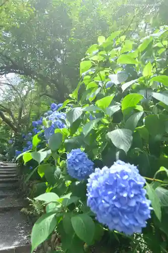 高幡不動尊　金剛寺の自然