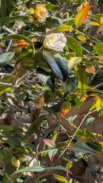 西方尼寺(京都府)