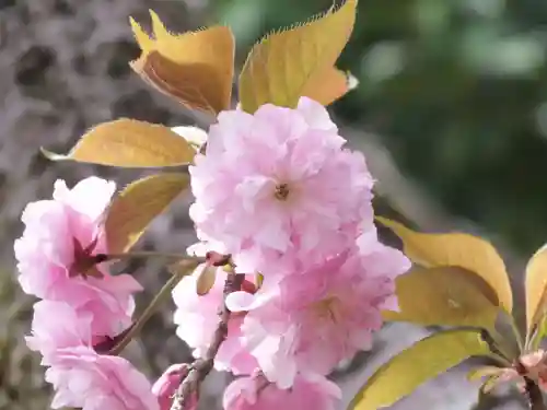 立志神社の自然