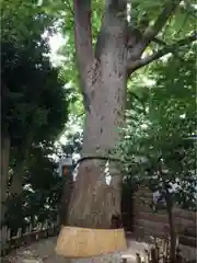 鎮守氷川神社の自然