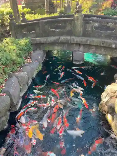 浅草寺の動物