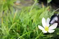 くまくま神社(導きの社 熊野町熊野神社)の自然
