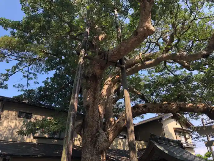 御霊神社(神奈川県)