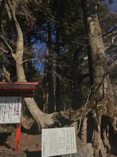 富士山東口本宮 冨士浅間神社の自然