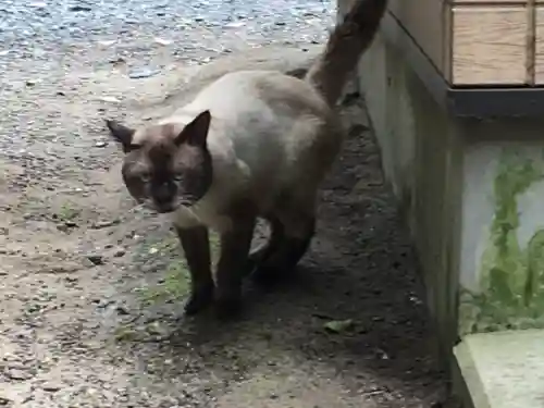 息栖神社の動物