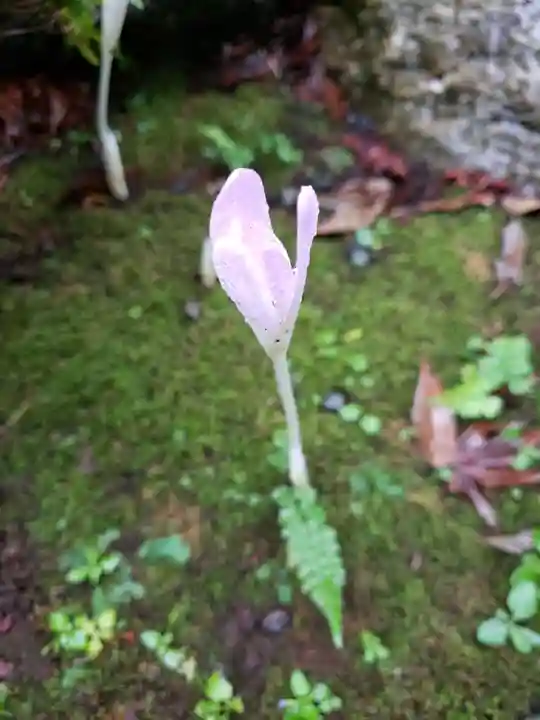 世尊院(東京都)
