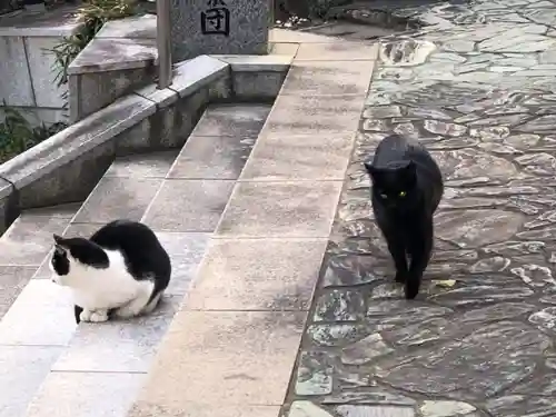 王子神社の動物