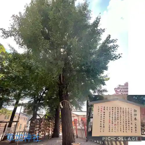 草加神社の自然