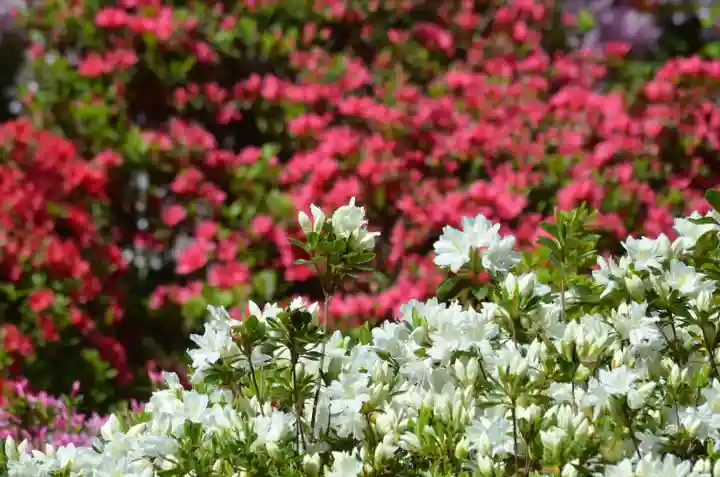 塩船観音寺の自然