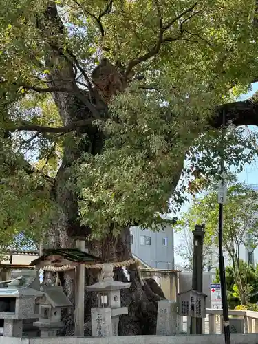 杭全神社(大阪府)