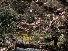 天龍寺の自然