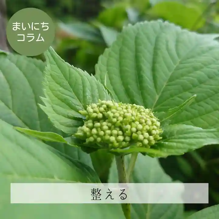 壽徳寺 じゅとくじの自然