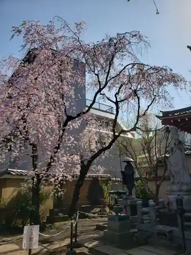 新井薬師（梅照院）の自然