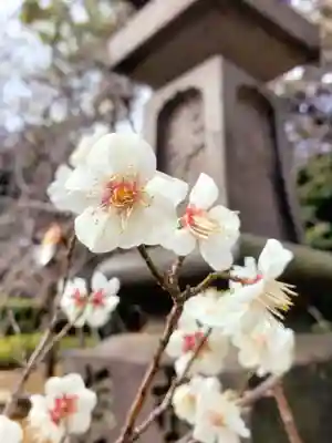 赤坂氷川神社(東京都)