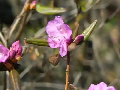 留辺蘂神社の自然