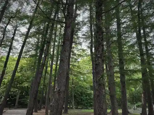 北海道神宮の自然