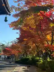 妙顯寺（妙顕寺）の庭園