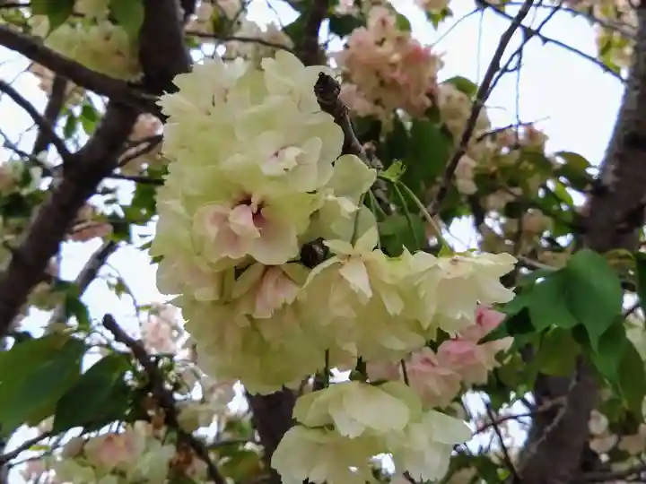 椿宮神明社(愛知県)