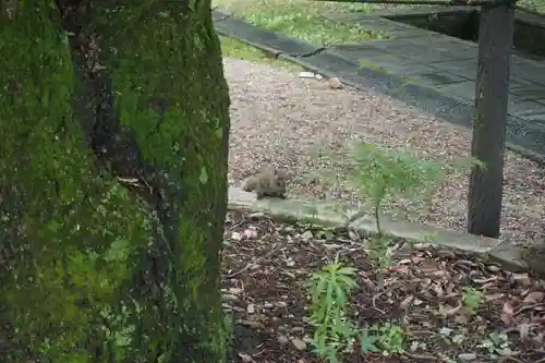 橿森神社の動物