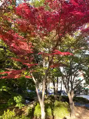 茅ヶ崎杉山神社の自然