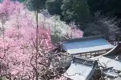 大縣神社の自然