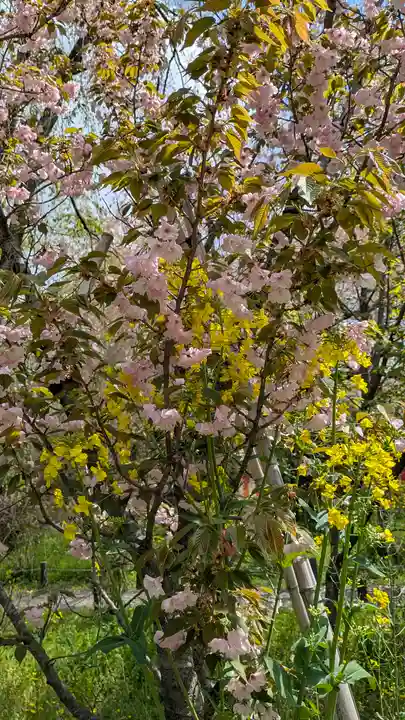 平野神社(京都府)