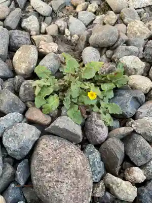 溝旗神社（肇國神社）(岐阜県)