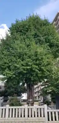 綾瀬神社の自然