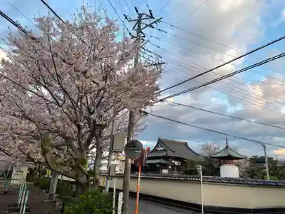 妙覚寺(静岡県)